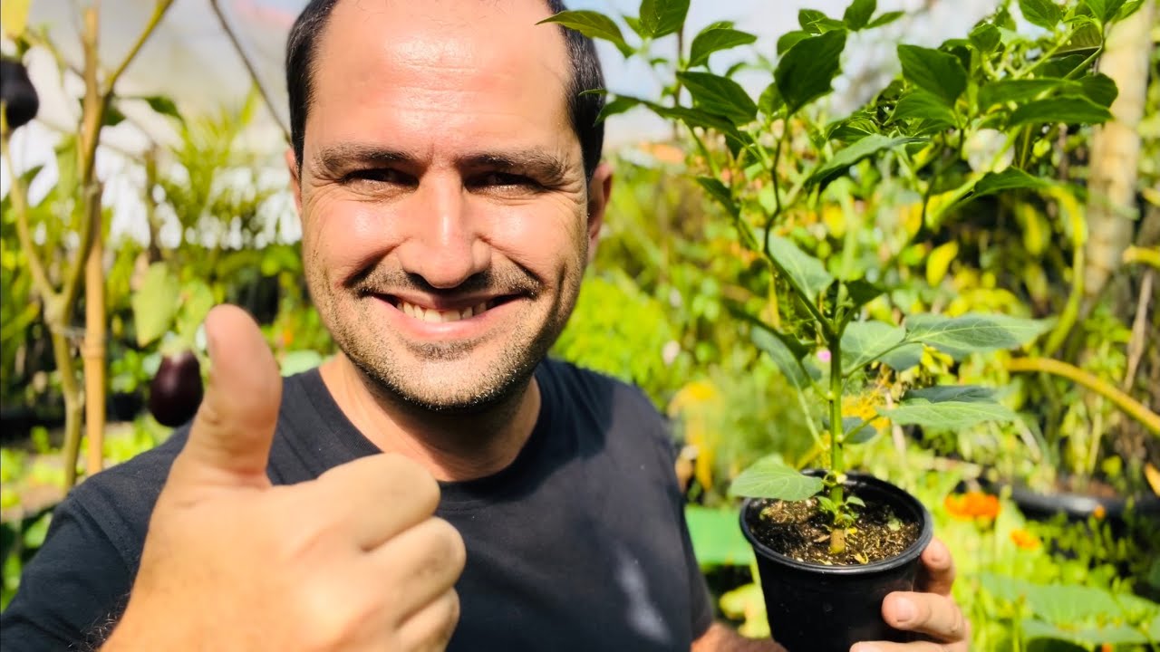 REPLANTE DE PIMENTA BIQUINHO - DICAS DE REGA