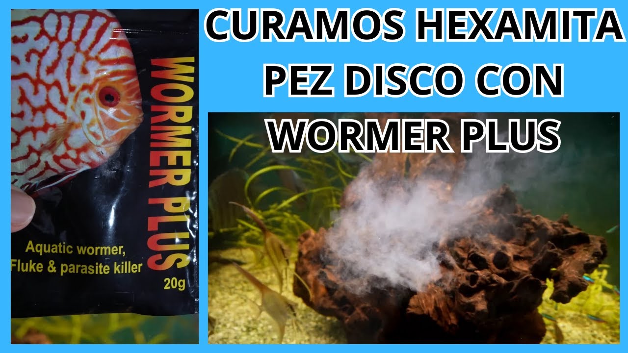 VAMOS A CURAR PEZ DISCO CON WORMER PLUS ¿FUNCIONARÁ?