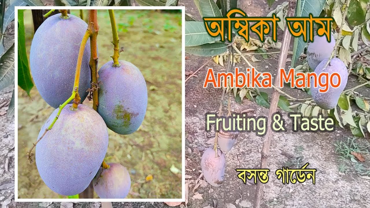 Ambika Mango review | অম্বিকা আম | Top Indian mango |  #fruit #roofgardening #thaifruit #mangocrop 