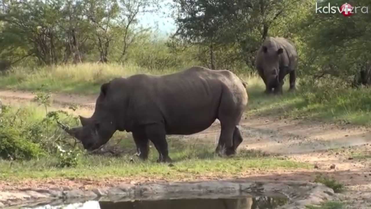 Safari Trip in Balule Nature Reserve Park