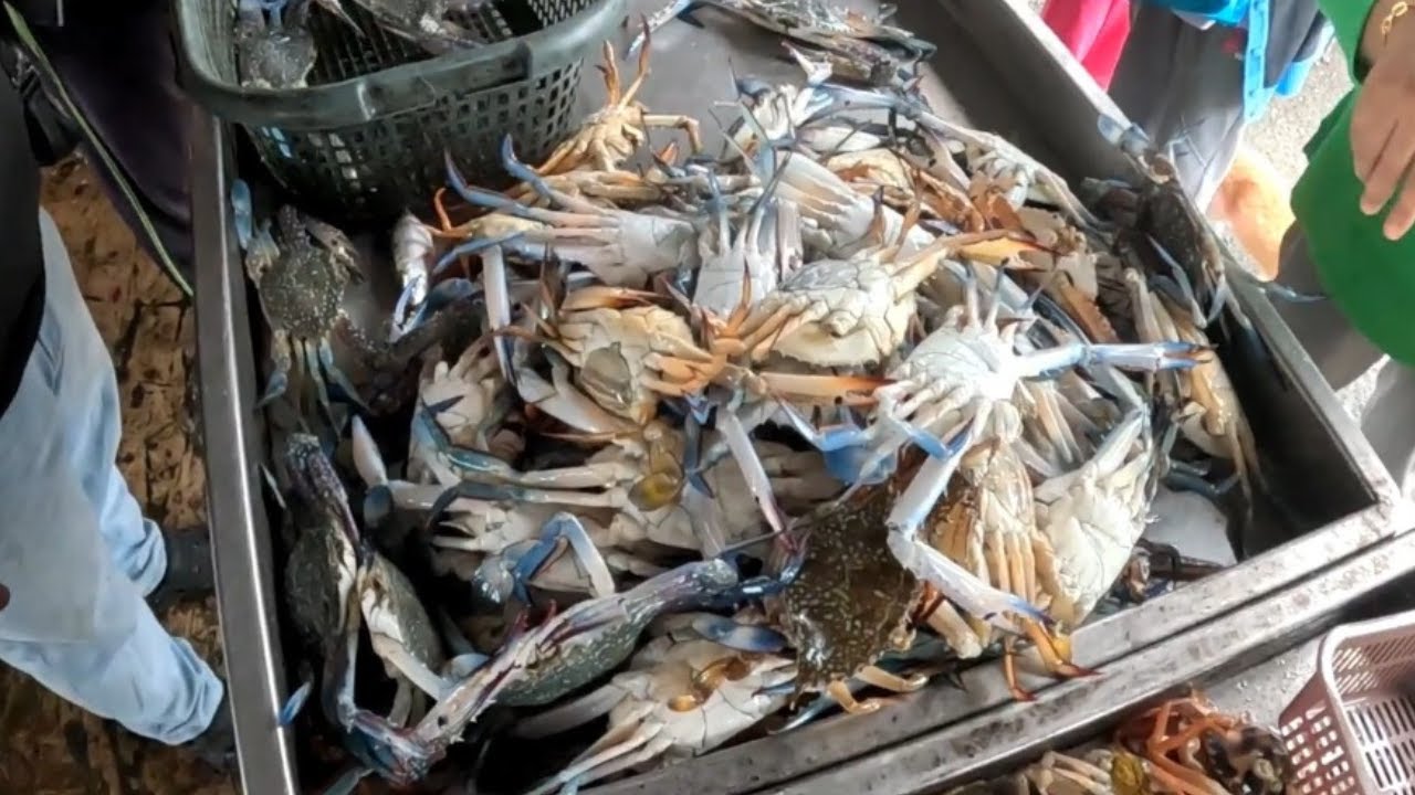IKAN SEKILO RM 2.00 I KETAM HIDUP I IKAN PARI I INI TEMPAT DIA. FISHERMAN DAILY VILLAGE