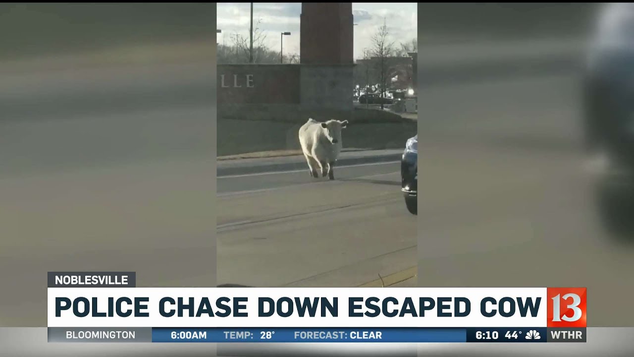 Police shase down escaped cow in Noblesville
