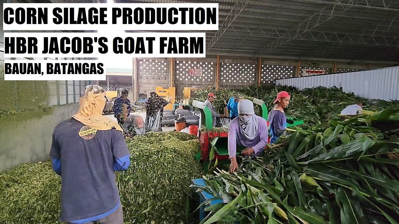 HBR Jacob's Goat Farm - Corn Silage Production`