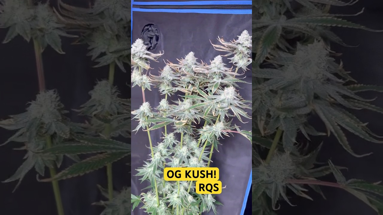 OG KUSH DAnK!