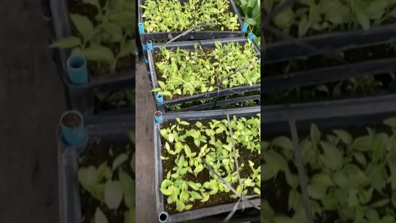 Wholesale tissue culture plants and plug seedlings. welcome inquiry wholesale price.
