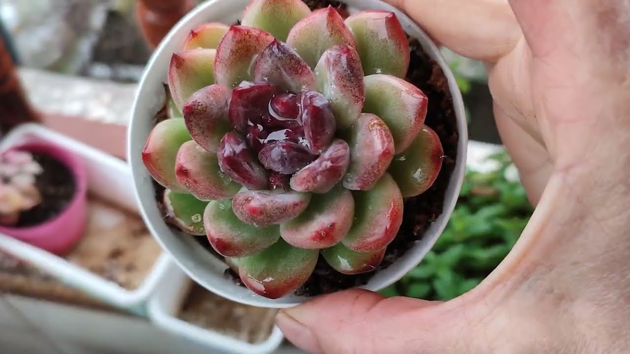 Son yılın ilk karı ve renklenen sukullentlerim.#azerbaycan#cactus 