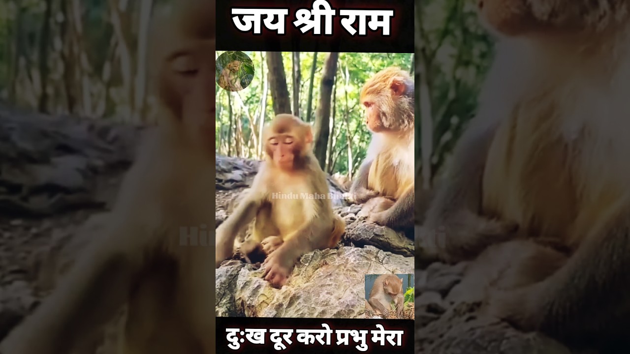 दुःख दूर करो #hanuman #bajrangbali #trending #bhakti #vairal #ayodhyalive #shortsfeed /Monkey Video