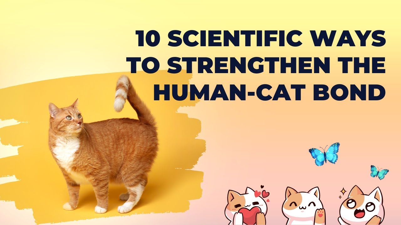 10 ways to Strengthen the Human-Cat Bond