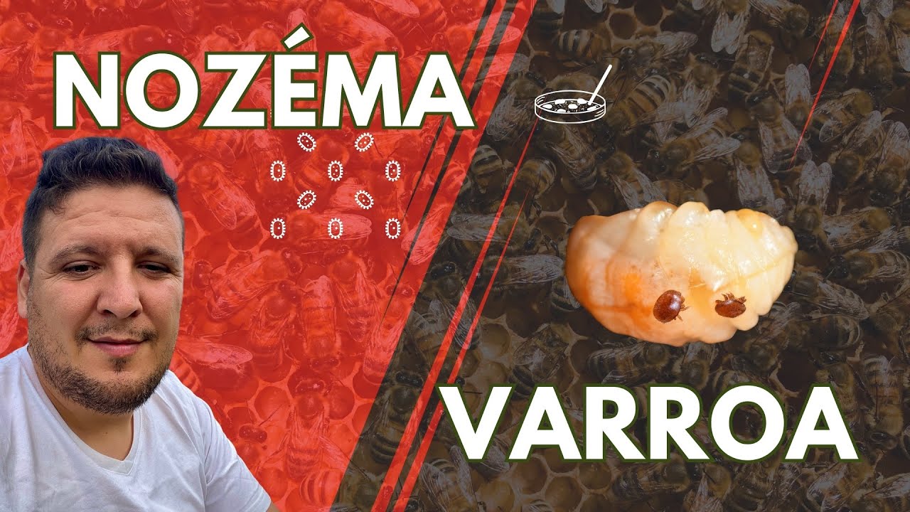 Harc a Nozéma Ellen: Így Védheted Meg Méheidet! AutóVlog