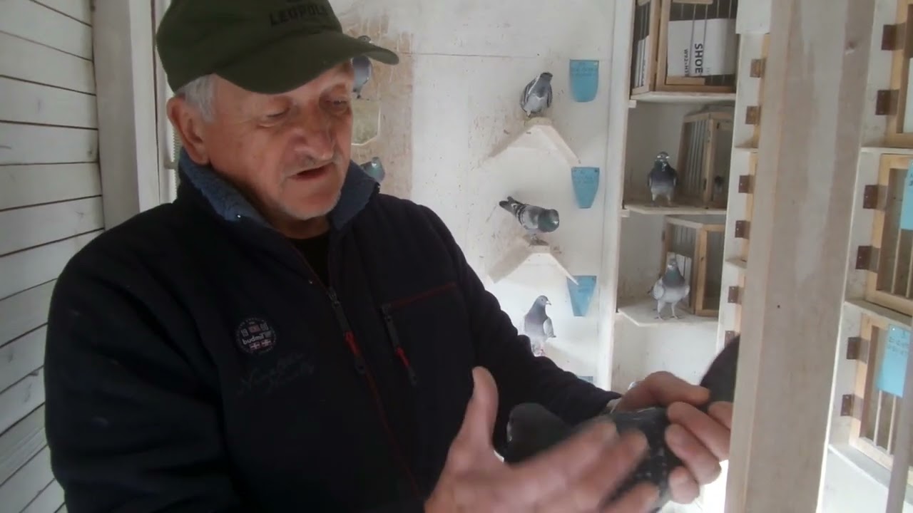 Barkó galamb