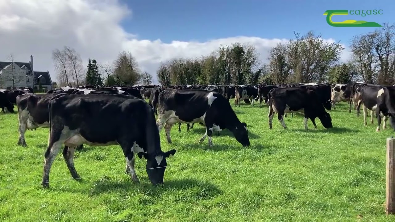 Pat and Sean Kelly - Bull and Cow selection