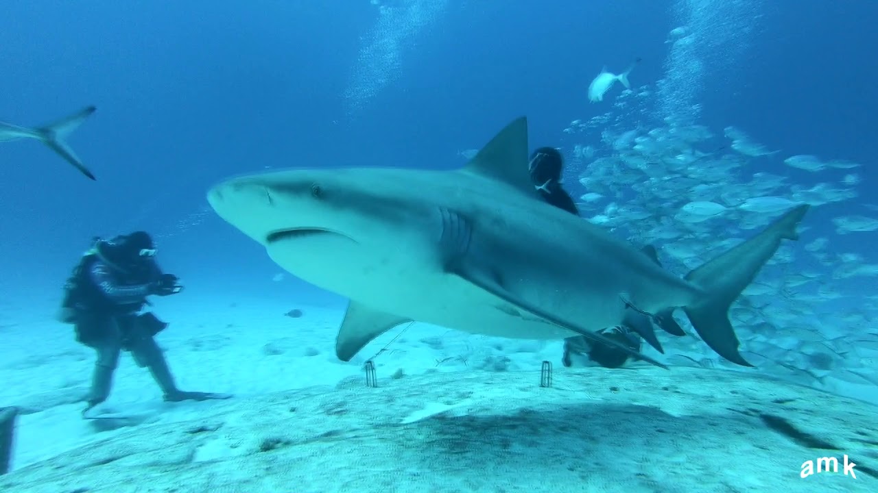 Tiburones Toro ( bull shark )