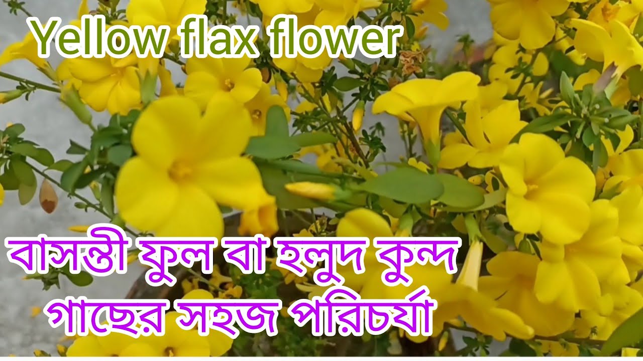 Yellow flax/Golden flax flower#হলুদ কুন্দ# বাসন্তী ফুল গাছের সহজ পরিচর্যা@horticulturearindam