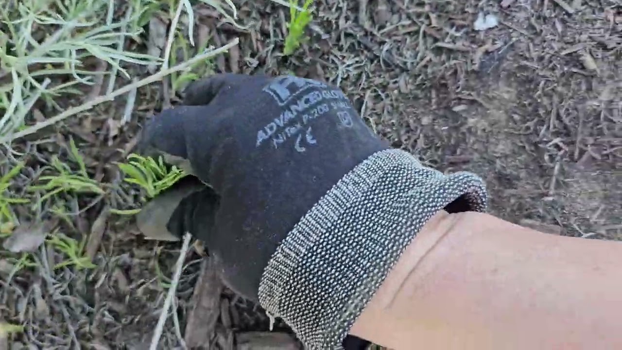 Weed pulling ASMR #oddlysatisfying