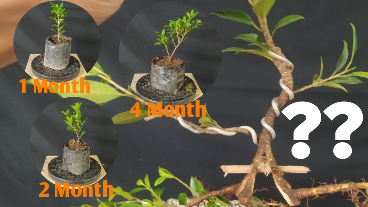 Membuat Bonsai Kimeng Dari Nol || ficus microcarpha