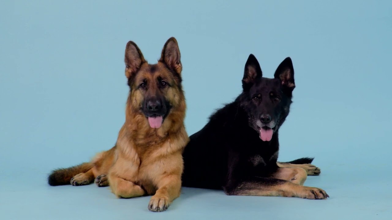Deutscher Sch&auml;ferhund Rasseportrait