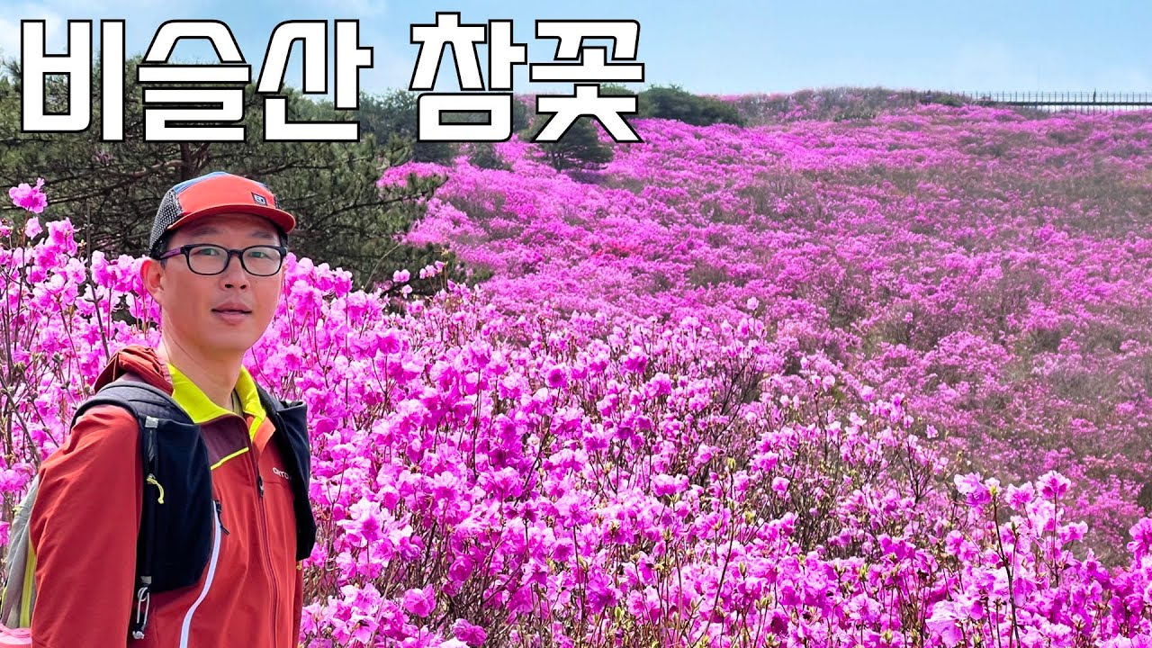 최고의 진달래 비슬산 실시간 현황 | 개화시기, 절정 시기, 버스 대기시간 모두 알려드려요 with 오토복스