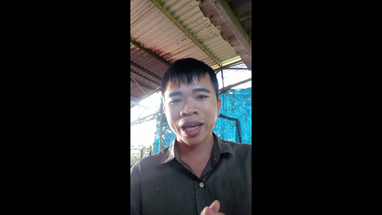 Cơm mẻ và các ứng dụng trong nông nghiệp hữu cơ! Phần 1: Cách làm cơm mẻ và ủ chua cám gạo