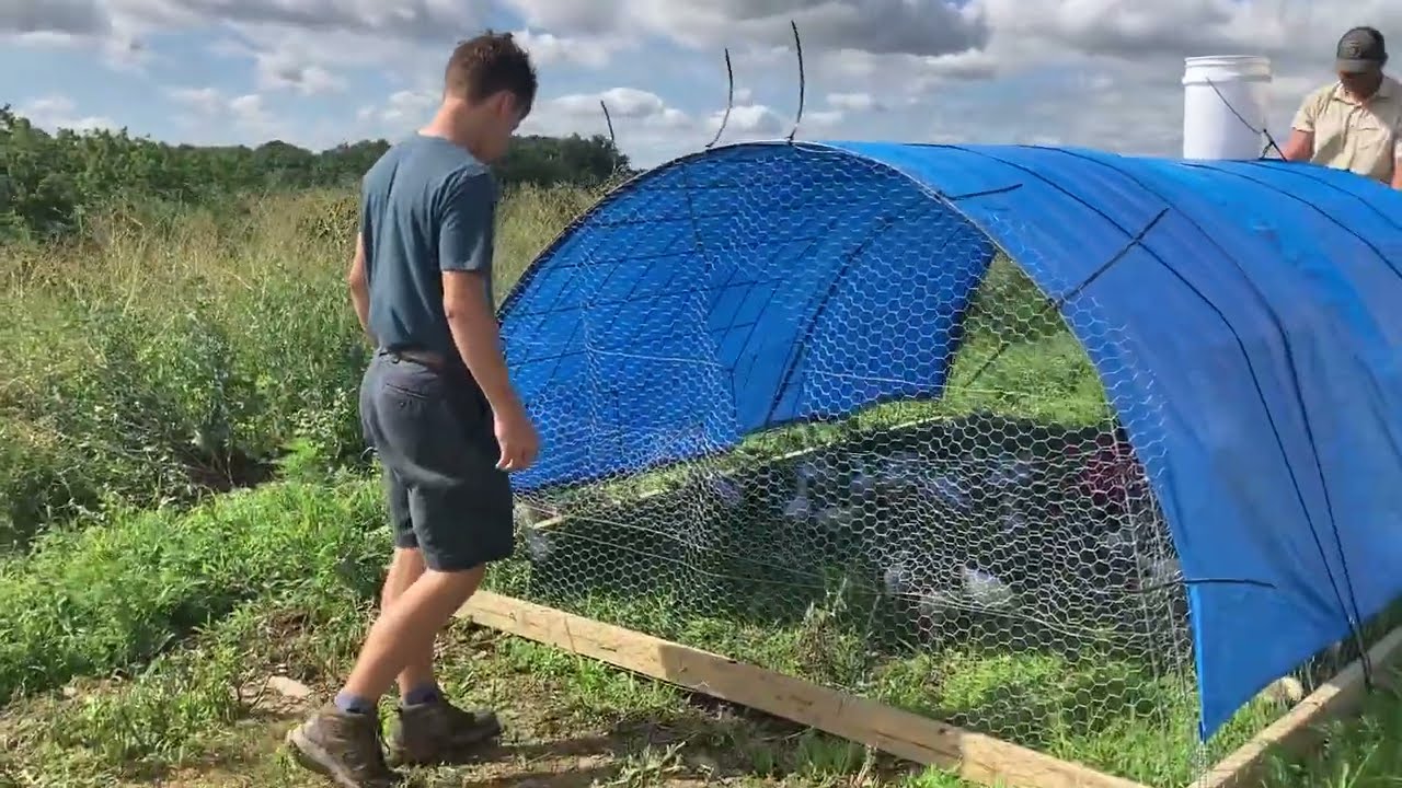Watch us move the chicks in the pasture at Willow Haven Farm