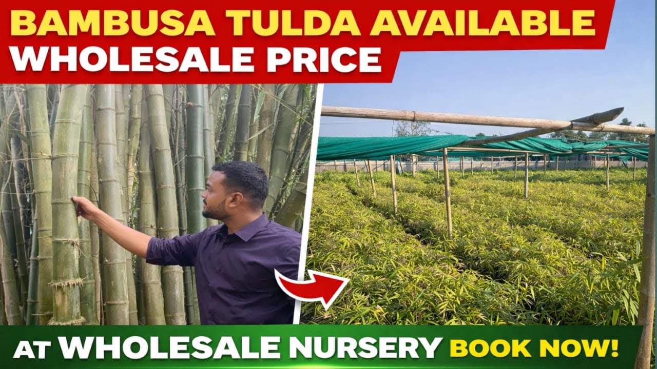 BAMBUSA TULDA PLANTS AVAILABLE WHOLESALE PRICE NURSERY #bambusatulda #agriculture #arunachalpradesh 