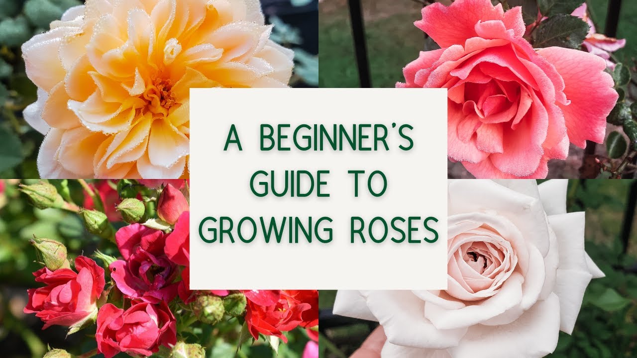 A Beginner's Guide to Growing Roses