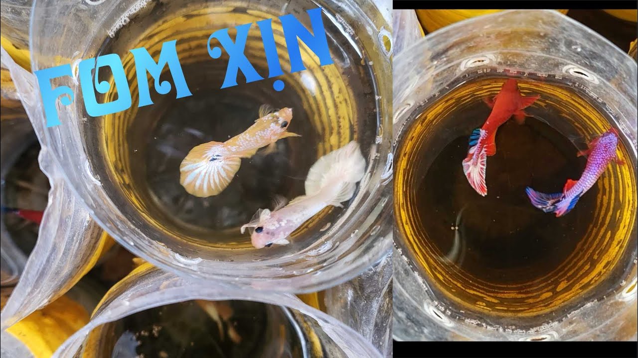 Đợt cá 16 - 07 - 2025 | Red Fancy Star Tail | Betta giá học sinh | Thanh Mai Betta Shop
