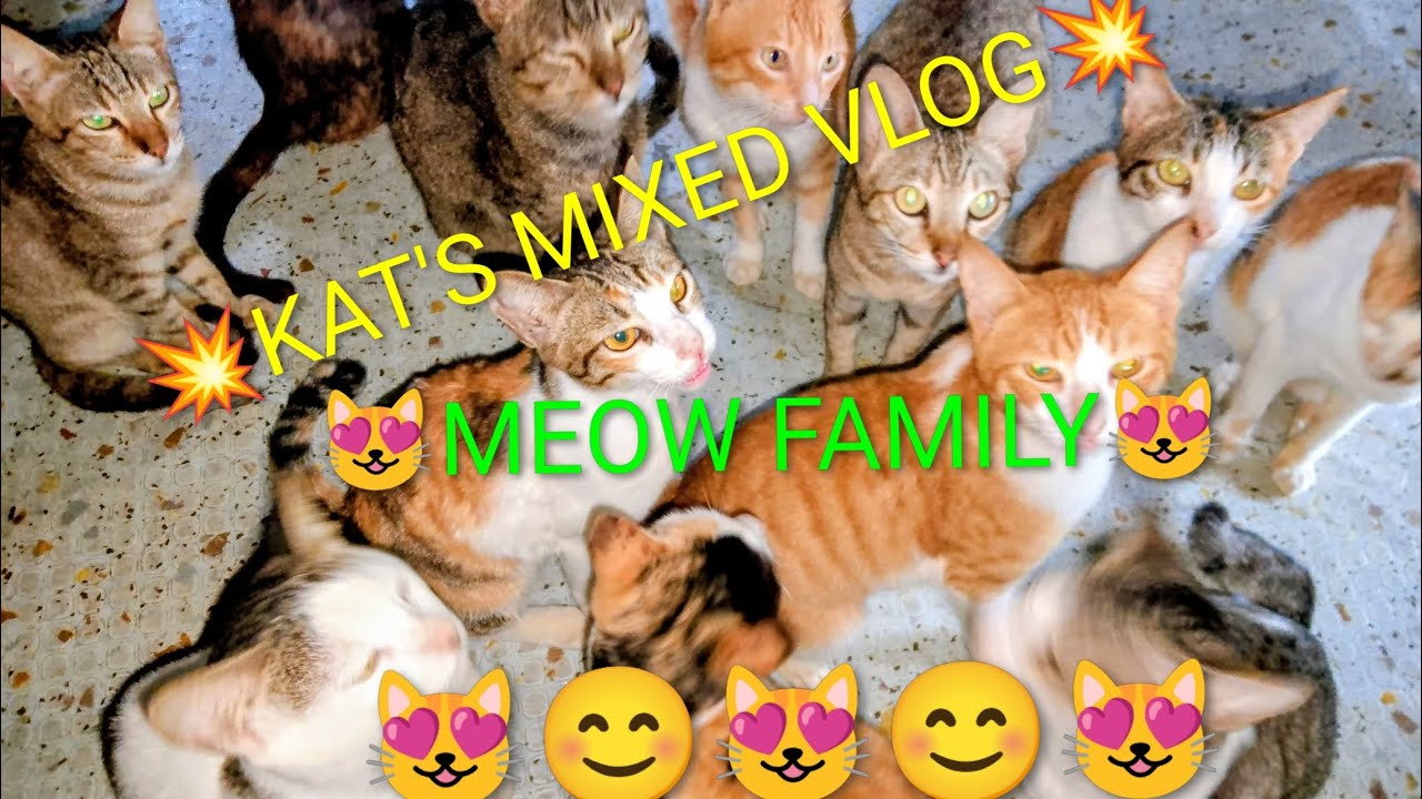 Моя домашняя кошка (ест лакомство - кошачий корм) / Видеоблог Кэт