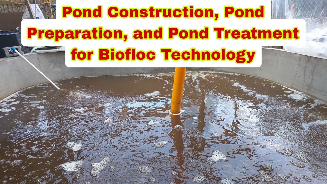 How to Start BIOFLOC TECHNOLOGY in Tilapia / Catfish? Complete Guide for Beginners