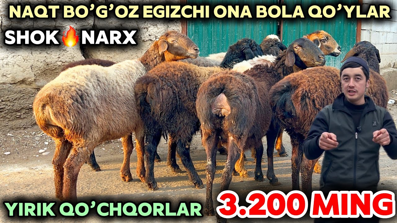 Qahramondan puli arzon qo’ylar keldi shoshiling