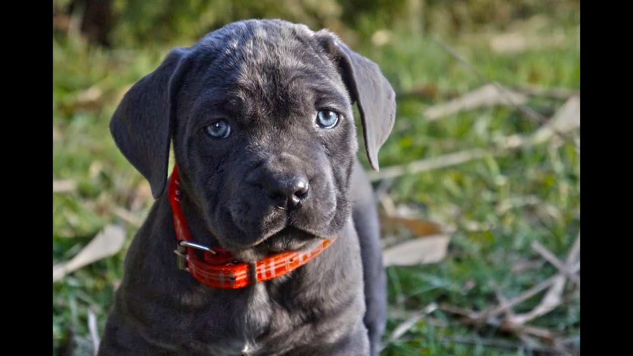 Cane Corso puppy 4K