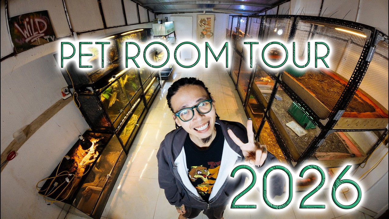 PET ROOM TOUR 2026 | WILDVN TV