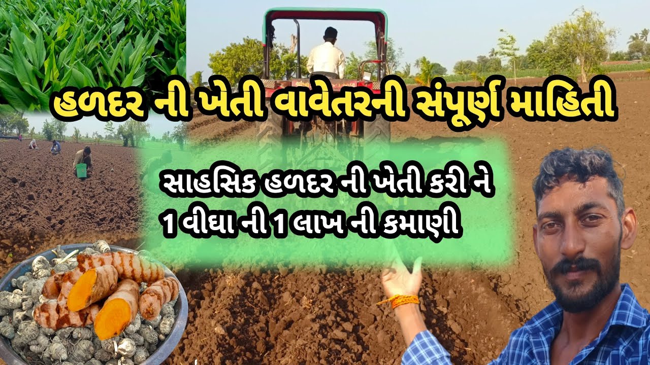 હળદરની ખેતી | હળદરની ખેતી વિશે તમામ માહિતી turmeric farming જાફરાબાદ તાલુકાના પ્રથમ ખેડૂતની હળદરખેતી