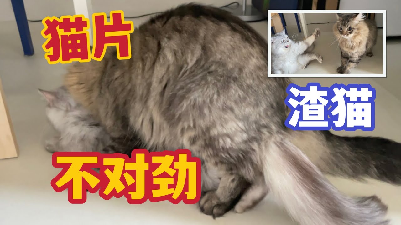 【猫片】两只西伯利亚森林猫的第一次交配，是为了爱情啊～