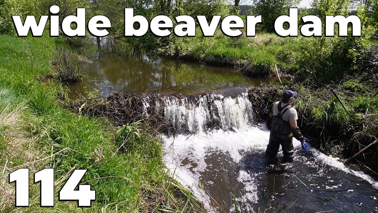 Large And Wide Beaver Dam For Demolition - Manual Beaver Dam Removal No.114