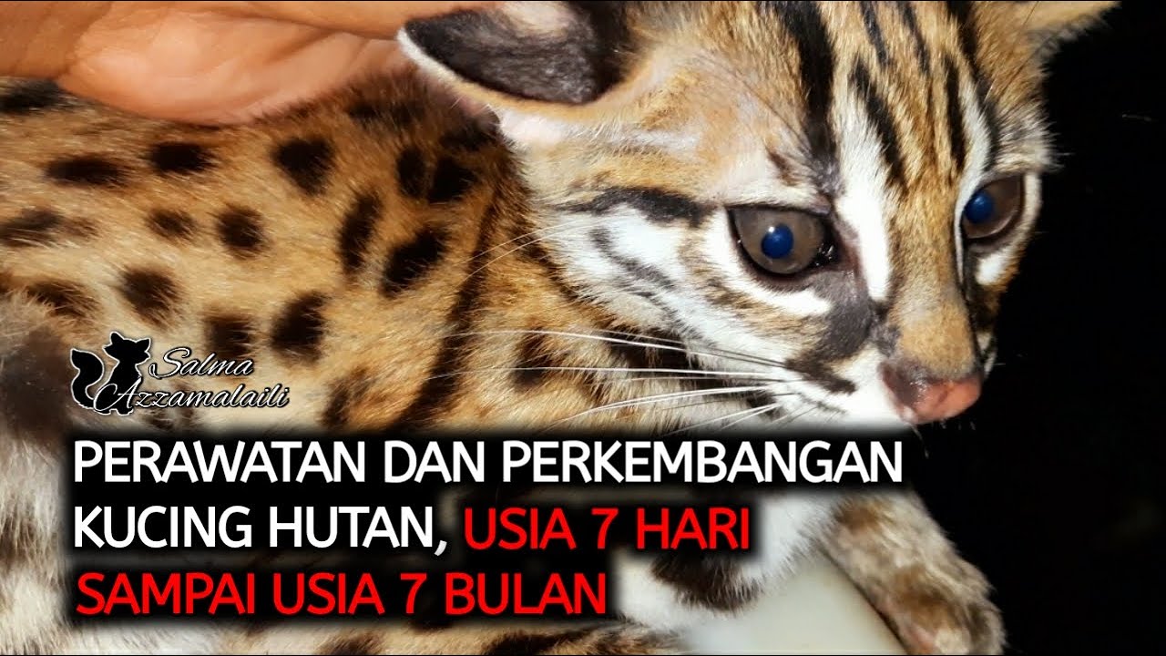 Perawatan dan perkembangan kucing hutan,Dari kecil Sampai tumbuh dewasa