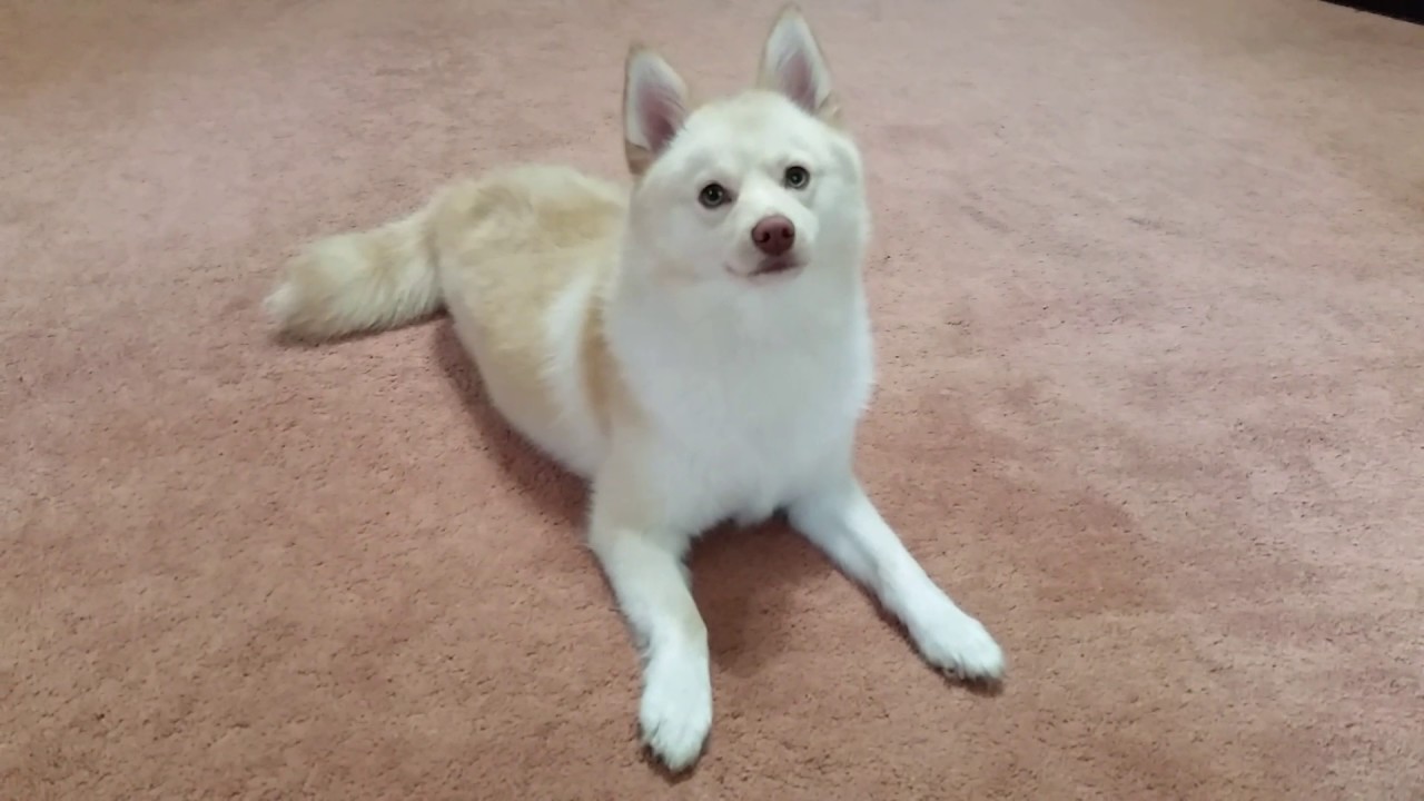 YOSHI the Pomsky, Doing Tricks, Going Commando.