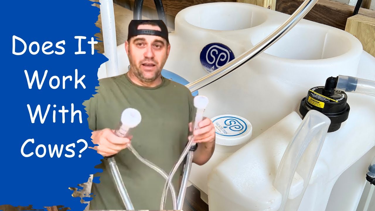 Milking Our Jersey Cow With Simple Pulse