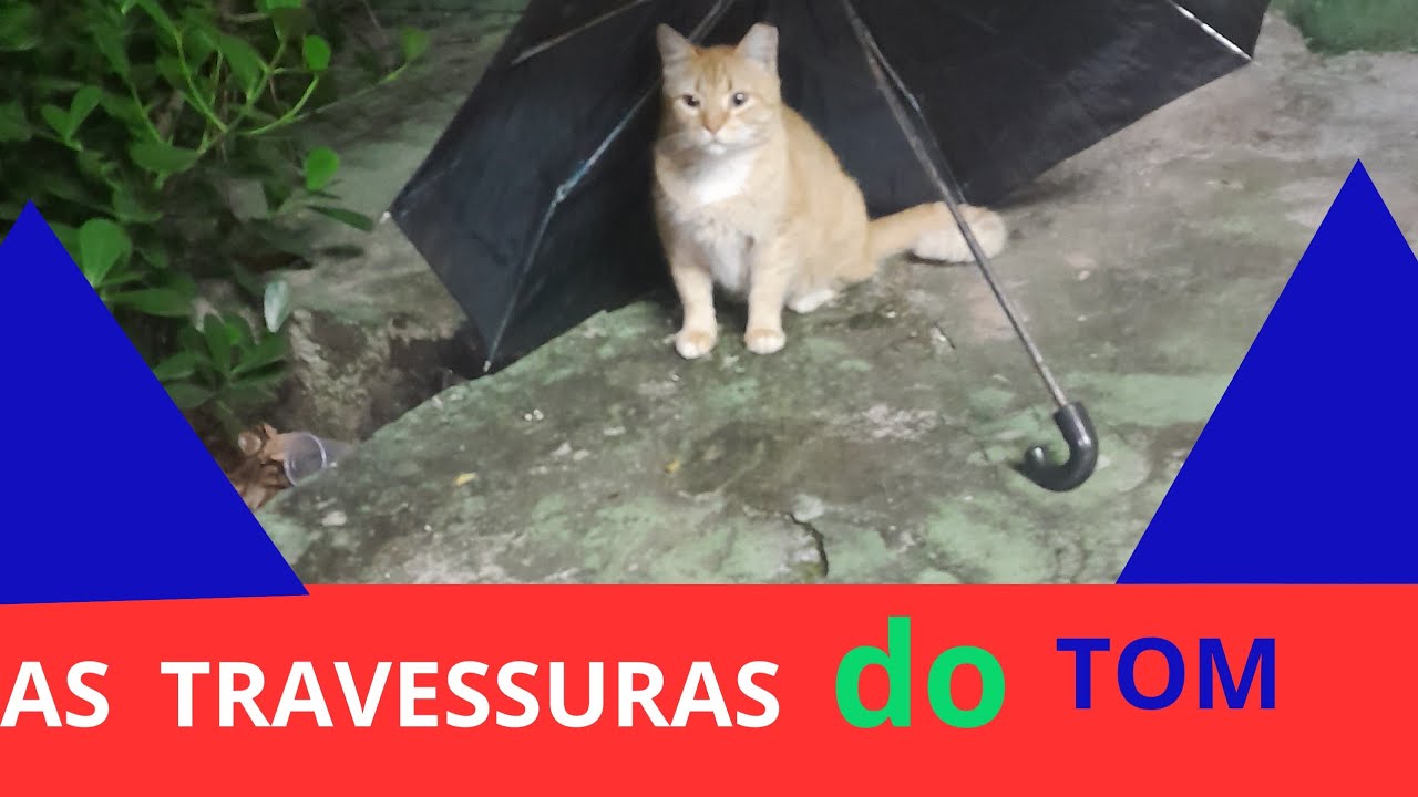 MELHORES MOMENTOS DO TOM