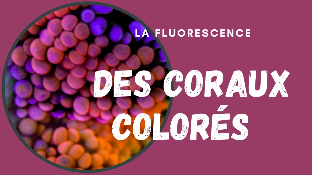 Des coraux colores -  La fluorescence