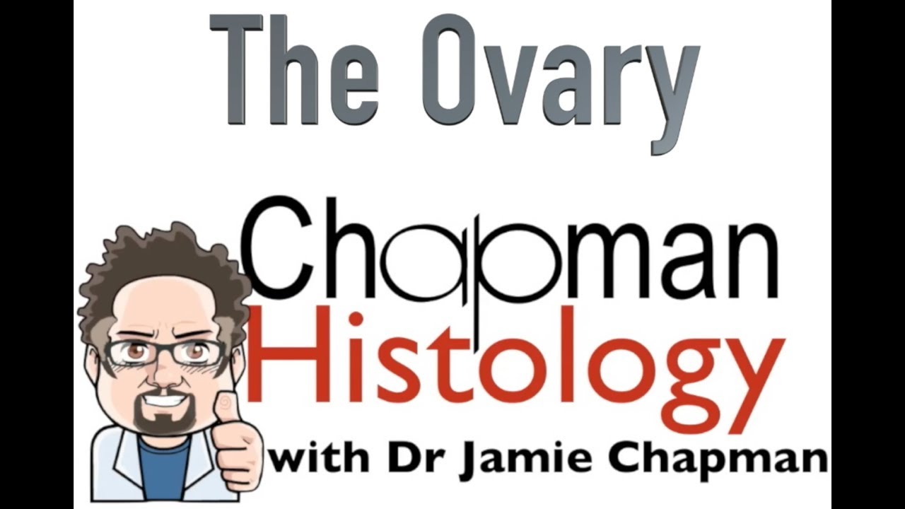 3 Min Histology - Overview of the Ovary