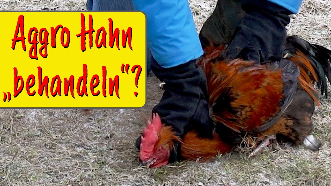 Aggressiver Hahn: Was tun 7 Handlungsoptionen von 