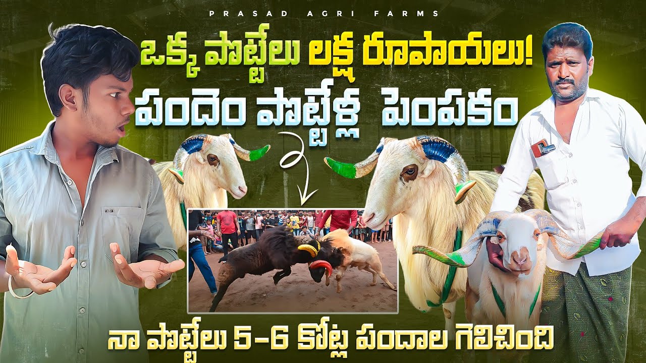 ఒక్క పొట్టేలు లక్ష రూపాయలు😮! || పొట్టేళ్ల పేపకం || 🐏 sheep farming in telugu