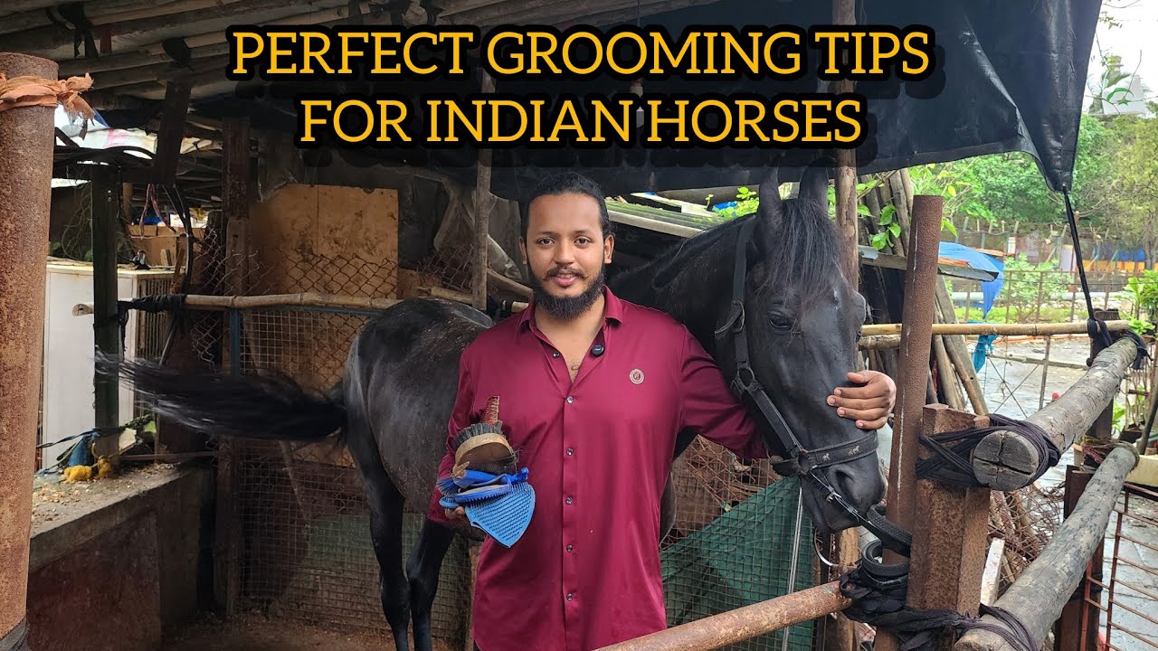 How to perfectly groom your horse 🐎 