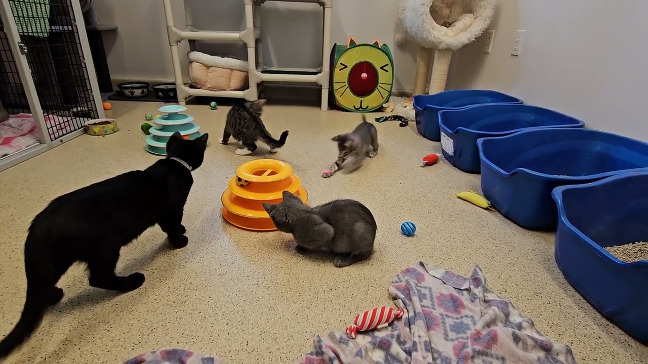Shelter Kitten Newbies Bravely Fight Alongside Scary Roommates Against RED DOT OF DOOM! [REAL]