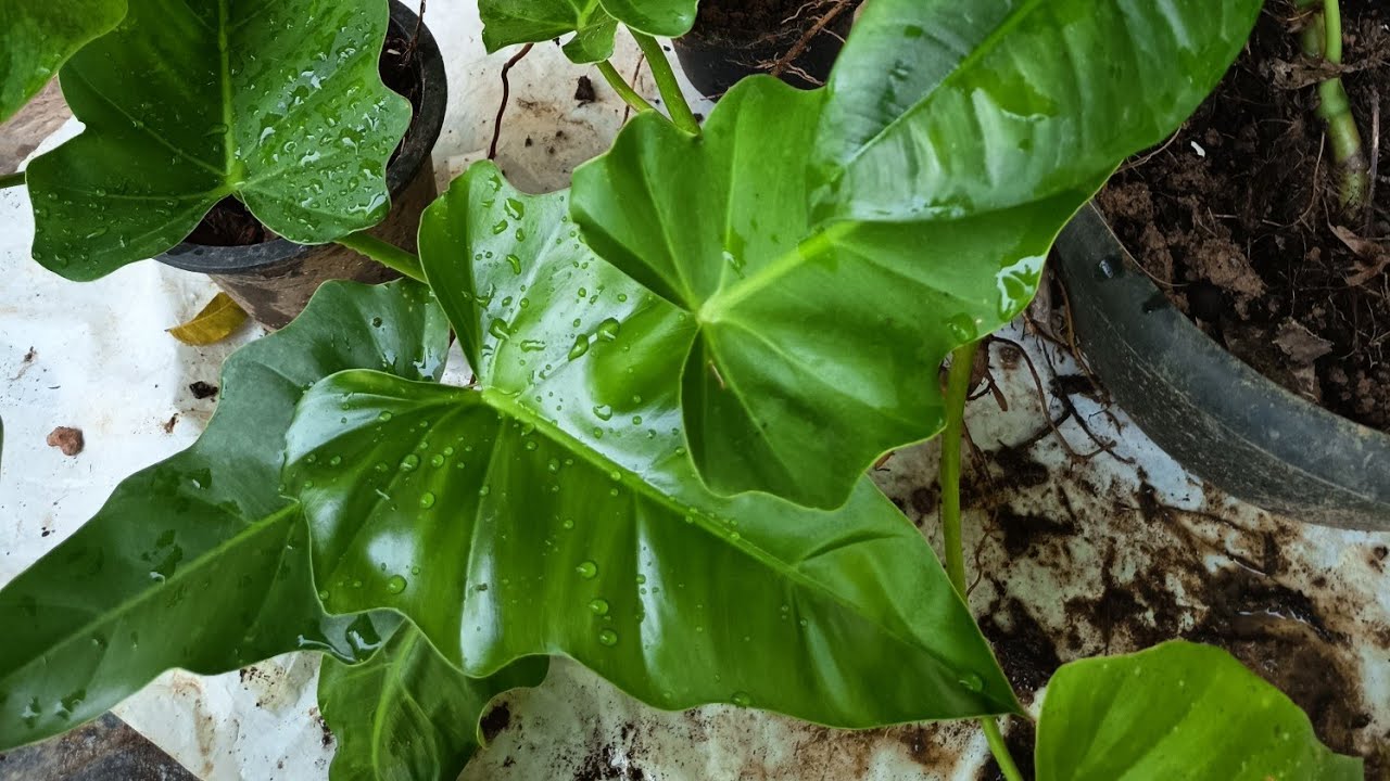 How to pack #indoor plants #order 