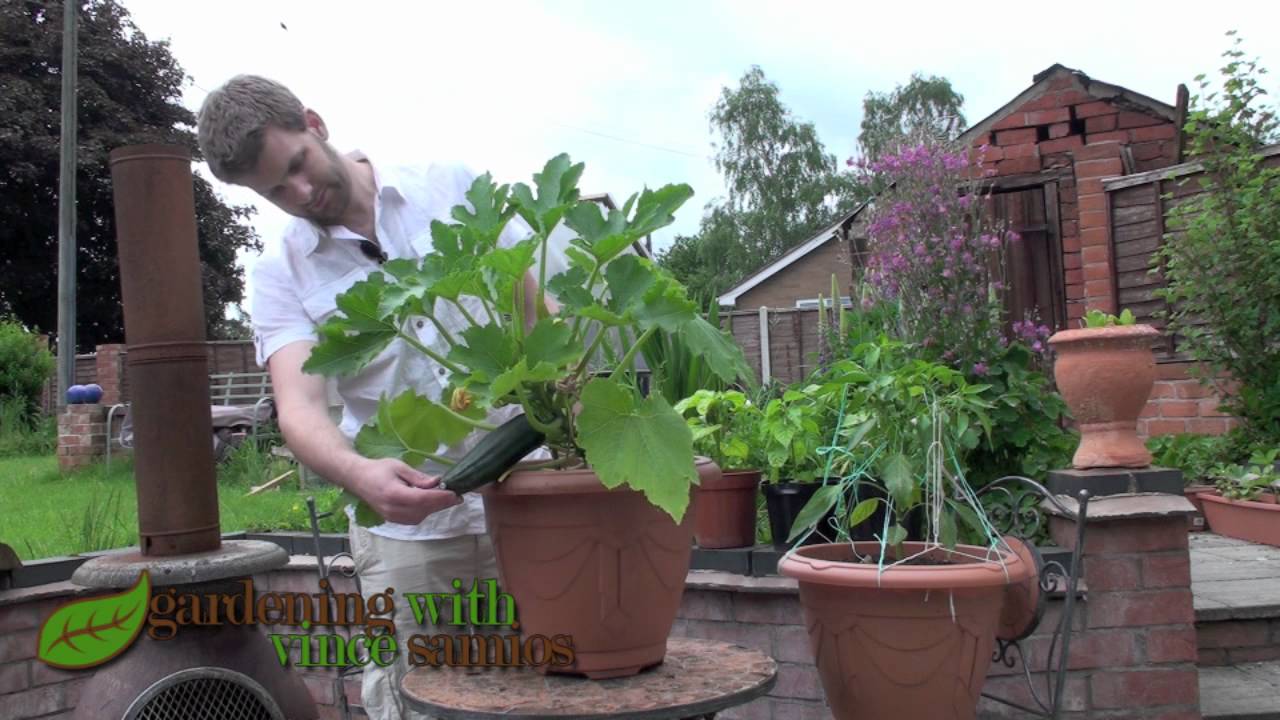 Growing Zucchini (Courgette) Plants in a Pot.