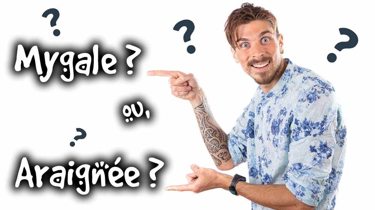 MYGALE OU ARAIGNEE ? - ANIMAUXMDE