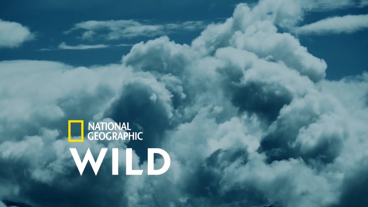 Nat Geo Wild arculat - 2021. július