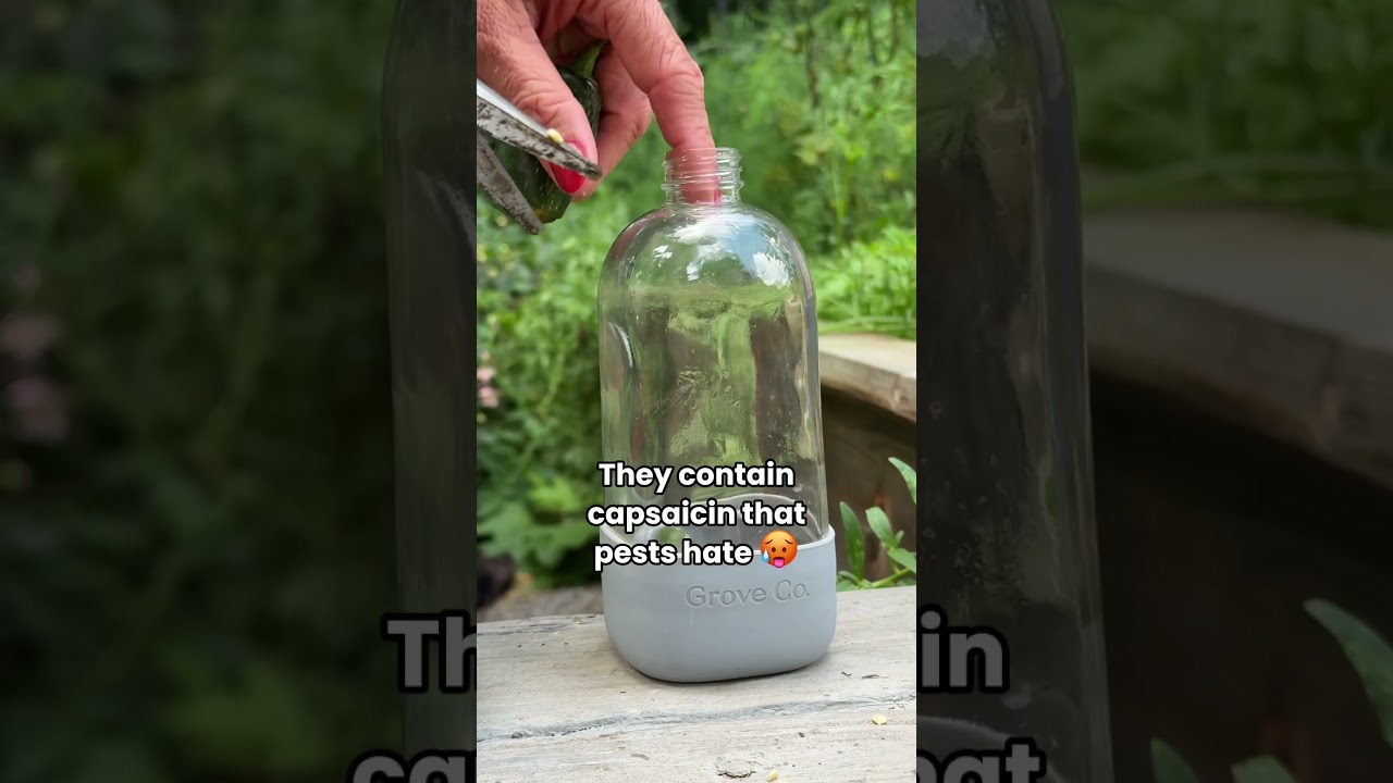 Make this hot pepper spray to repel spider mites from your garden🪳❌#garden #spidermites #pests