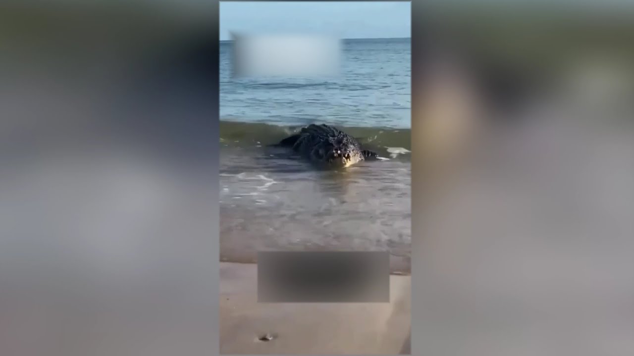 Каспий теңізінде қолтырауын жүр